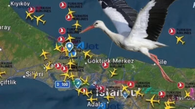 Leylek sürülerinin yaz mevsiminin sonunun yaklaşmasıyla birlikte daha sıcak iklimlere