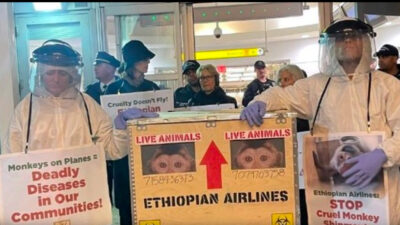 Hayvanlara Etik Muamele İçin Mücadele Edenler Örgütü (PETA) üyeleri, uluslararası