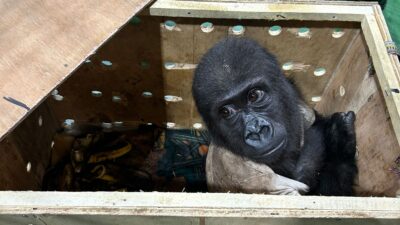 Ticaret Bakanlığı Gümrükler Muhafaza ekipleri, nesli tükenmek üzere olan “gorilla