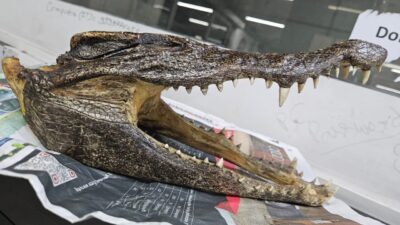 Kanadalı bir yolcu, valizinde timsah kafatası taşıdığı için Yeni Delhi