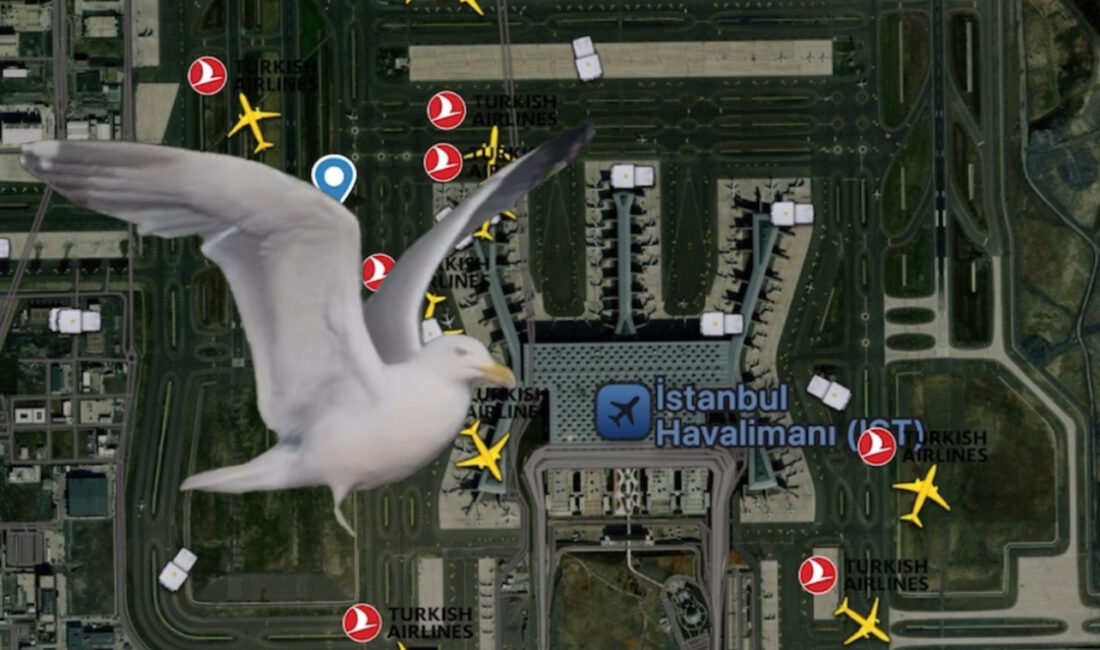 İGA’da bir yılda 668 kuş olayı raporlandı İGA İstanbul Havalimanı’nda bir yılda kuş katagorisinde 668 olay raporu
