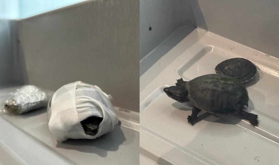 ABD Ulaştırma Güvenliği İdaresi (TSA), bir kadının güvenlik kontrol noktasında,