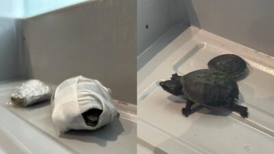 ABD Ulaştırma Güvenliği İdaresi (TSA), bir kadının güvenlik kontrol noktasında,