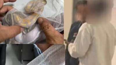 Pantolonun içine gizlediği 3 pitonu uçakla kaçırmak isterken son anda