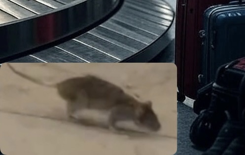 Madrid Barajas Havalimanı’nda Fare Krizi: Çalışanlar Hijyen Sorunlarını Şikayet Etti