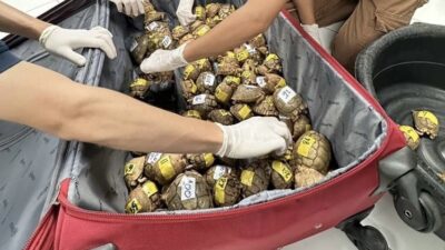 Bangkok’ta Yolcunun Valizinden Çıkanlar Şoke Etti: 187 Kaplumbağa Ele Geçirildi