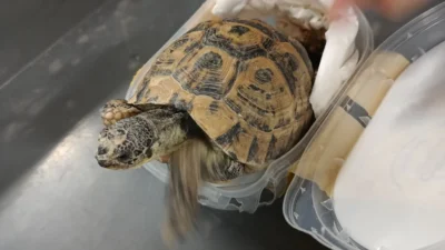 Yolcunun Valizinde Dondurma Kutularında Gizlenen Canlı Kaplumbağalar Yakalandı