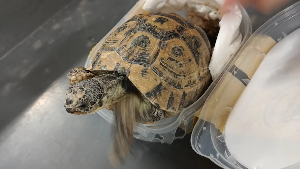 Yolcunun Valizinde Dondurma Kutularında Gizlenen Canlı Kaplumbağalar Yakalandı