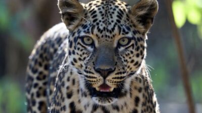 Hindistan’daki Pune Havalimanı Arazisinde Aylardır Aranan Leopar 30 Kişilik Ekip