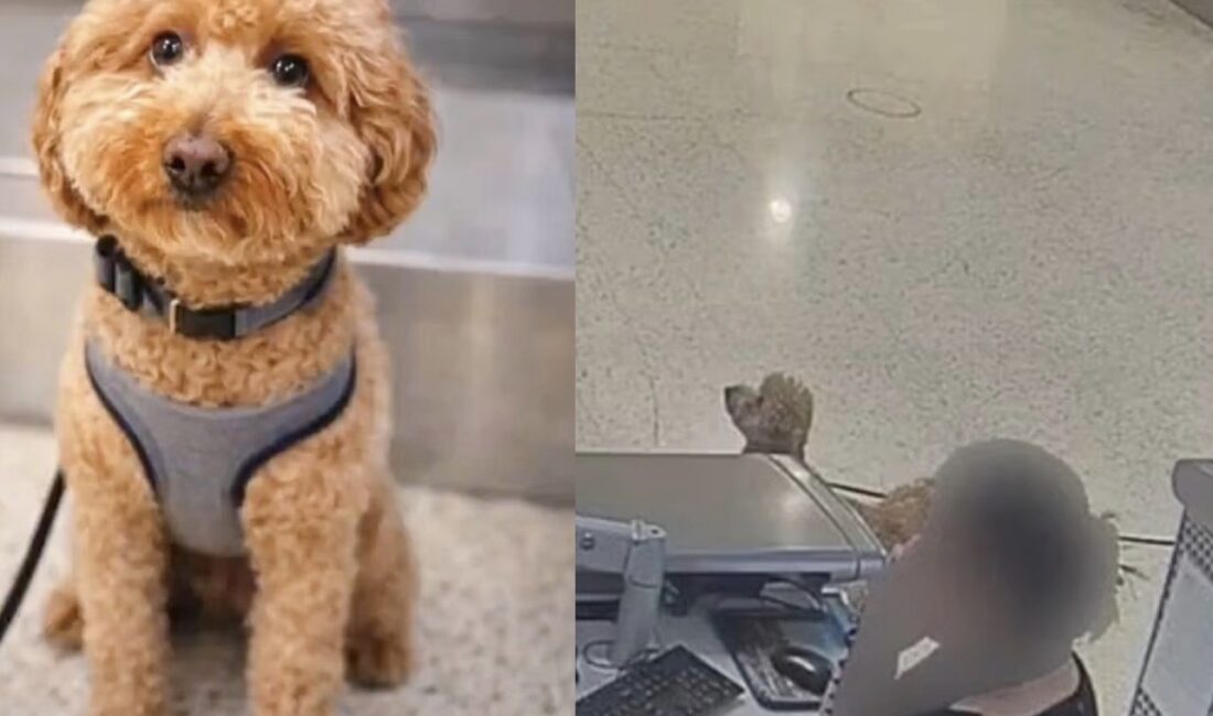 Köpeğini biniş bankosuna bağlayarak terk etti Uçağa alınmayacağını öğrenince köpeğini biniş bankosuna bağlayarak terk etti, uçağa