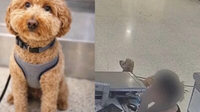 Uçağa alınmayacağını öğrenince köpeğini biniş bankosuna bağlayarak terk etti, uçağa