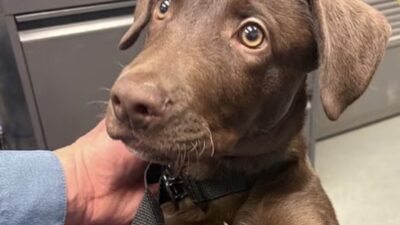 Uçağa alamayınca yavru köpeğini havalimanında terk eden adam yakalandı: Cezası