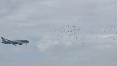 Leylek Göçü Başladı: Yüz Binlerce Leylek İstanbul Semalarından Geçecek, Pilotlar