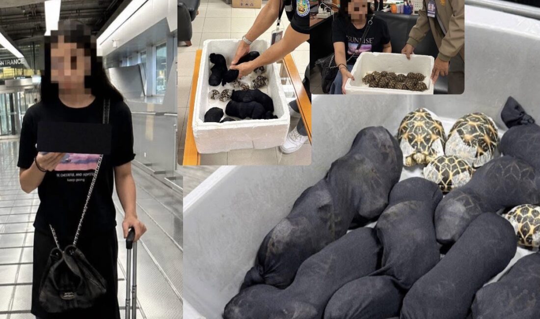 Görevliler Üst Aramada Donup Kaldı: Vücuduna 30 Kaplumbağa Saran Kadın