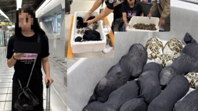 Görevliler Üst Aramada Donup Kaldı: Vücuduna 30 Kaplumbağa Saran Kadın