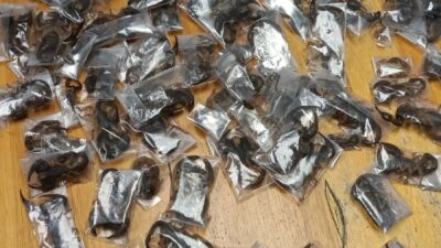 Havalimanında Yolcunun Valizi Açıldı, Görevliler Donakaldı: 150 Zehirli Akrep Çıktı!