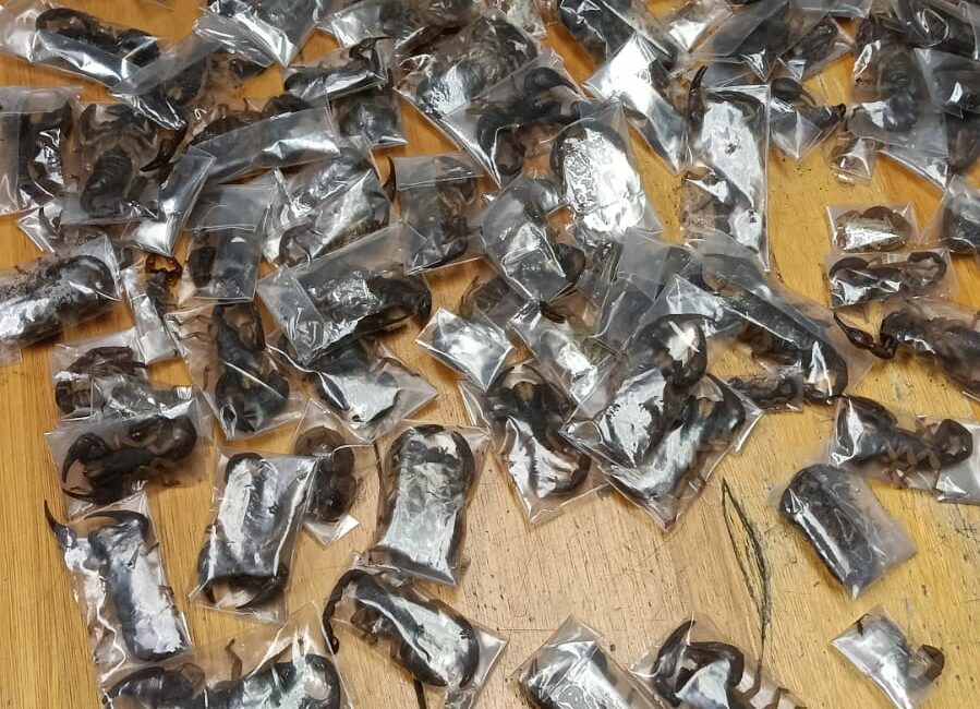 Valizden 150 zehirli akrep çıktı Havalimanında Yolcunun Valizi Açıldı, Görevliler Donakaldı: 150 Zehirli Akrep Çıktı!