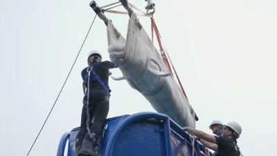 6 beyaz balina uçakla taşındı 6 beyaz balina uçakla taşındı, balinalar sarsılmaması için pilot kuleye