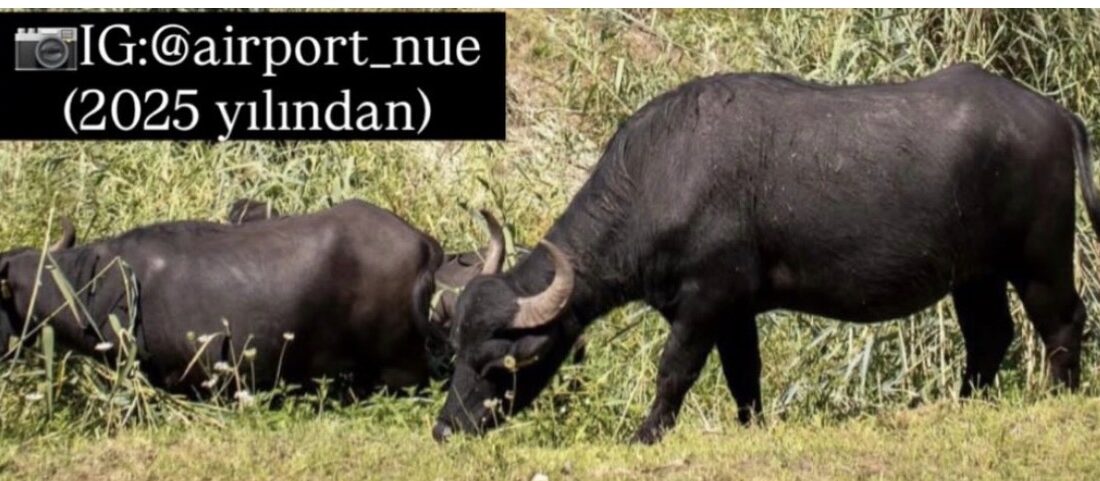 Nürnberg Havalimanı’nda su mandaları yeniden iş başında: Beslemek ve okşamak