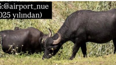 Nürnberg Havalimanı’nda su mandaları yeniden iş başında: Beslemek ve okşamak